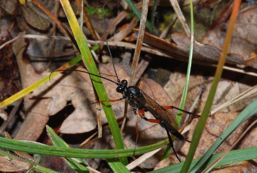 Pimpla rufipes? No. Altro Ichneumonidae non determinato